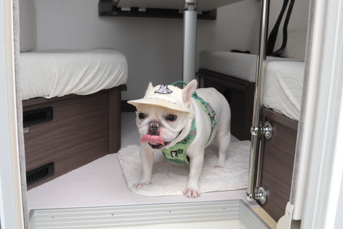 12kg未満の愛犬2頭まで同乗可能